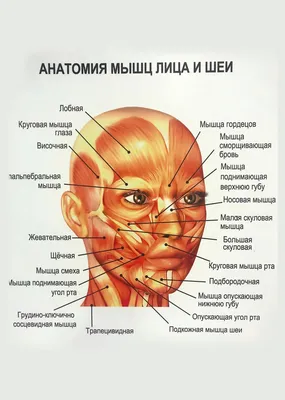 Очарование мельчайших частей: Фото анатомии шеи человека в PNG