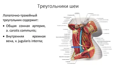 Нюансы анатомической структуры: Фотография шеи человека в JPG