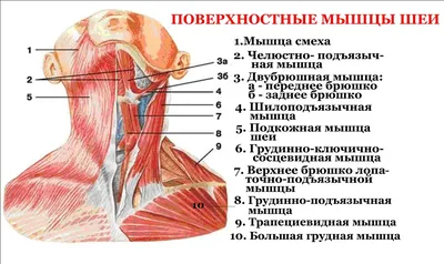 Взгляд изнутри: Фото внутренней структуры шеи человека в PNG