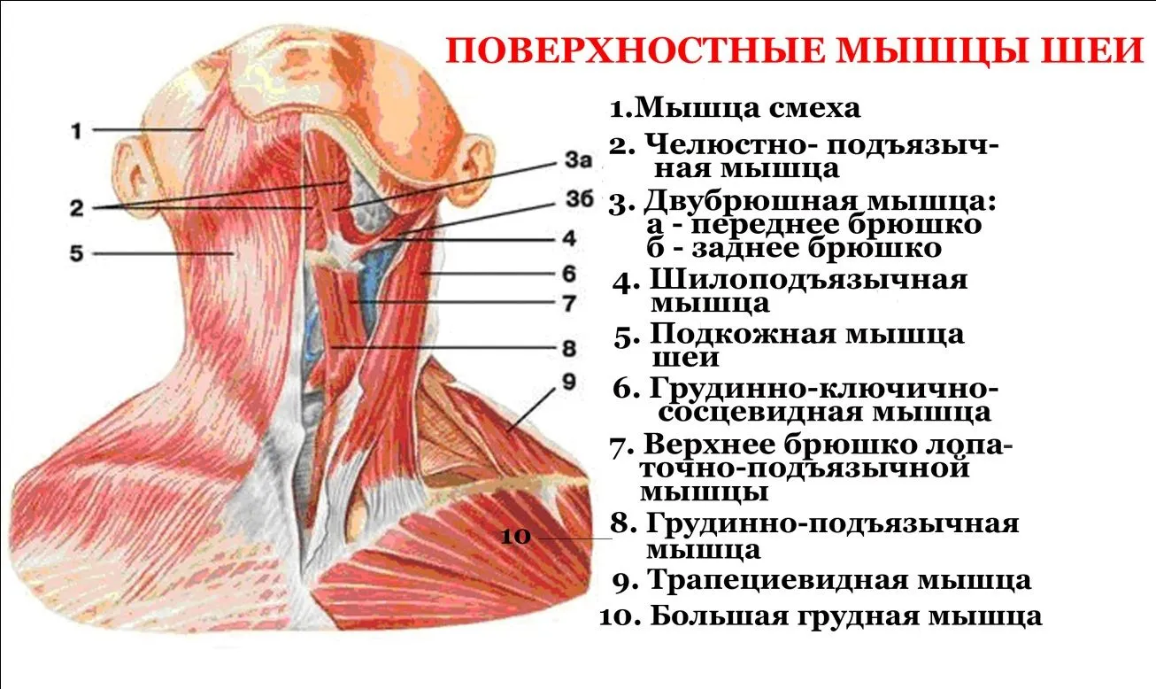 Теплоход Антон Чехов - каюты, фото внутри и снаружи, бронирование, описание