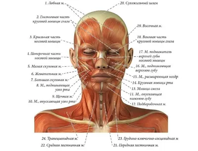 Изучение микромира: Фотография анатомии шеи человека в JPG