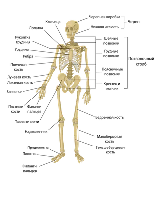 Фотографии строения человеческого скелета: Различные форматы для скачивания