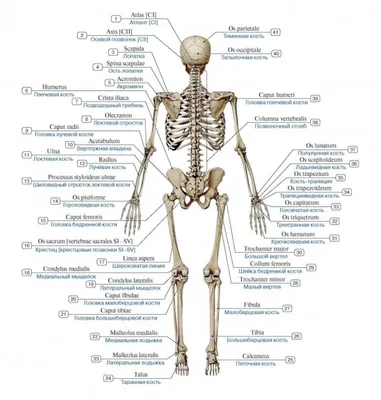 Анатомия человеческого скелета: Фотографии с возможностью выбора размера