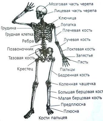 Фотоанатомия: Строение человеческого скелета на ваших условиях