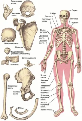Анатомия человеческого скелета: Фотографии с опцией выбора размера