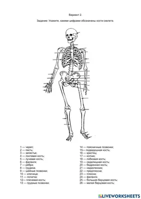 Фотографии анатомии скелета: Выберите фото по своему вкусу