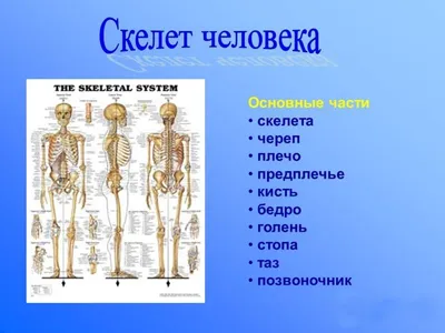 Строение человеческого скелета: Изображения для загрузки в различных форматах