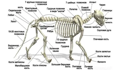 Фотографии скелета человека: Выбор размера и формата по вашему желанию