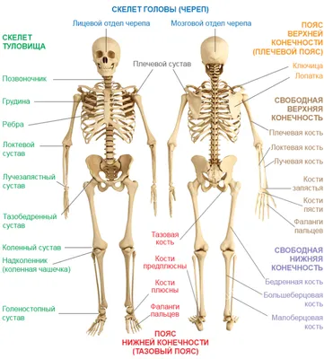 Фотографии скелета человека: Различные варианты скачивания (JPG, PNG, WebP)