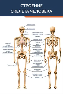 Исследование анатомии: Фото человеческого скелета в высоком качестве