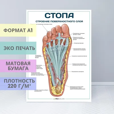 Структура человеческой стопы: Изображение в формате JPG для загрузки