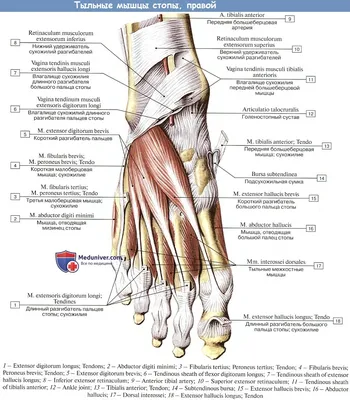 Анатомия стопы человека: Скачивайте изображение в форматах JPG, PNG или WebP
