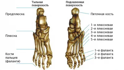 Фото анатомии человеческой стопы: Изображение в формате WebP для оптимального качества
