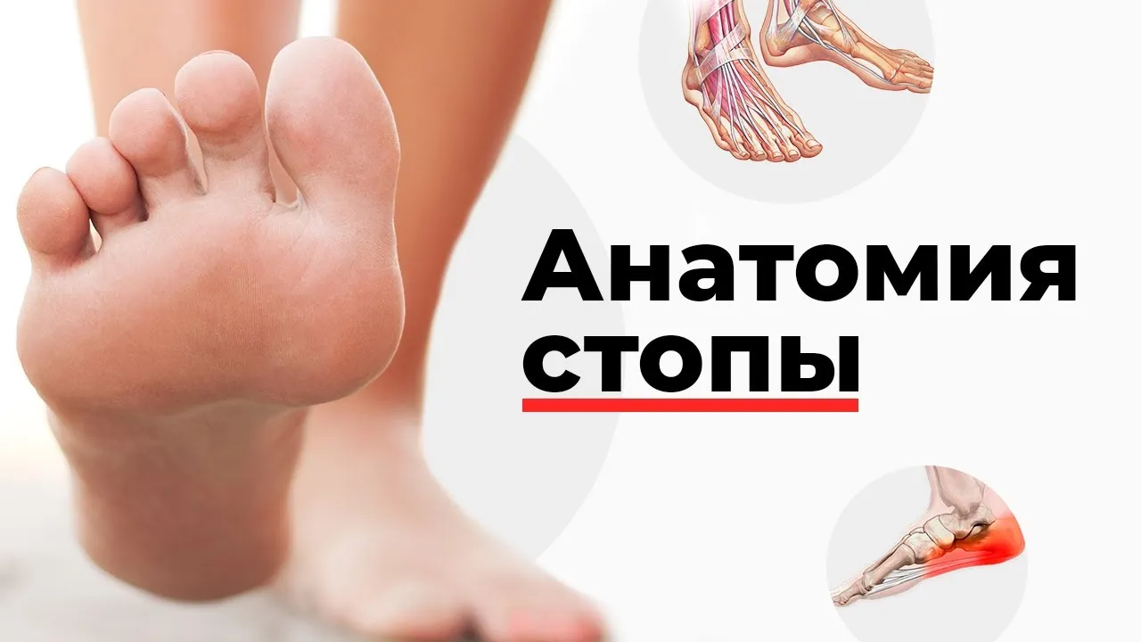 Обзор болезней стопы и голеностопного сустава (Overview of Foot and Ankle Disorders)