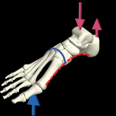 Анатомия стопы: Фотография доступна для скачивания в формате WebP
