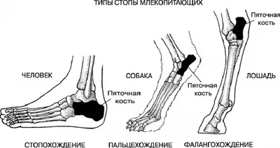 Анатомия стопы: Скачайте картинку в формате PNG для детального изучения