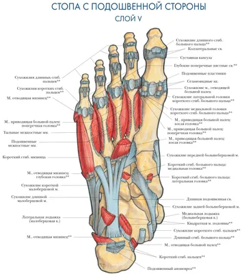 Структура человеческой стопы в изображениях: Скачайте в формате PNG для поддержки прозрачности