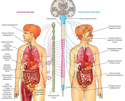 2. Уникальные детали: Фото Человека для скачивания в PNG