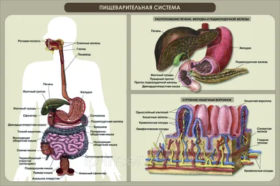 24. Эстетика анатомии: Фотографии Человека в PNG