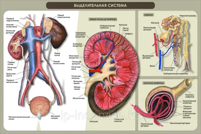 26. Отражение души: Изображения Человека в JPG и PNG