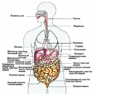 35. Живописная анатомия: Изображения Человека в JPG и PNG