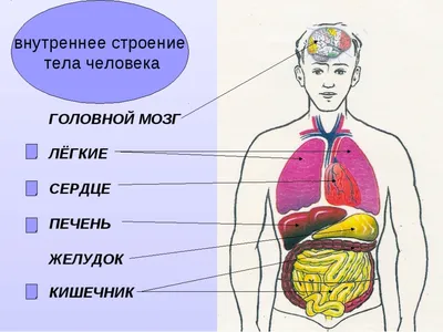 7. Размер под контролем: Картинки Человека в WebP для загрузки