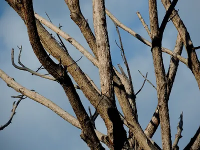 Скачать бесплатно фото сучка дерева в формате PNG