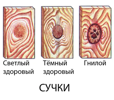 Загадочная красота: сюжет с сучком дерева на фотографии - фото #12