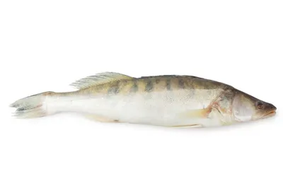 Фото судака - Популярная рыба на изображении