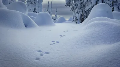 Зимние фото снеговых дорожек и сугробов