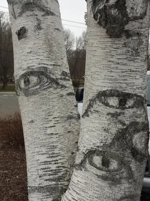 Загадочный мир сухих деревьев, отраженный на фотографии