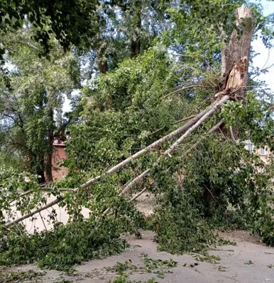 Фото сука дерева, которое переносит нас в минувшие времена