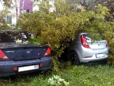 Потрясающая асимметрия сухого дерева, запечатленная на фото