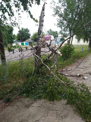 Фотография декоративного сукообразного дерева в 2024 году