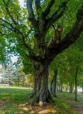 Фотка сухих суковатых ветвей дерева на андроид в 4K качестве