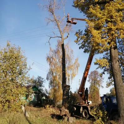 Сухое дерево фотографии