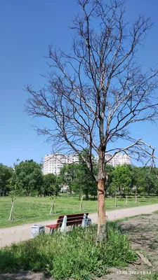 Картинка сухого дерева, становящаяся произведением искусства