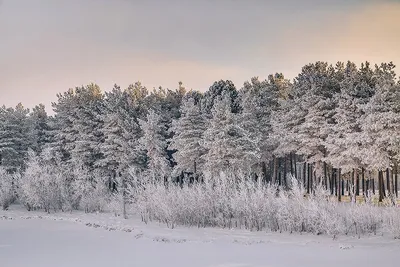Зимняя атмосфера Сургута: Фотографии для скачивания в JPG, PNG, WebP