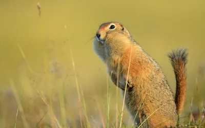 Веселая фотка с сусликами для календарей