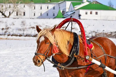 Снежная красота: Новогодние картинки из Суздаля