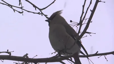 Фотографии свиристелей во время гнездования