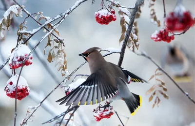 Свиристели зимой: Очарование природы в высоком разрешении