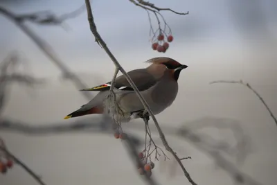 Фотографии зимних птиц: Свиристели в формате WebP