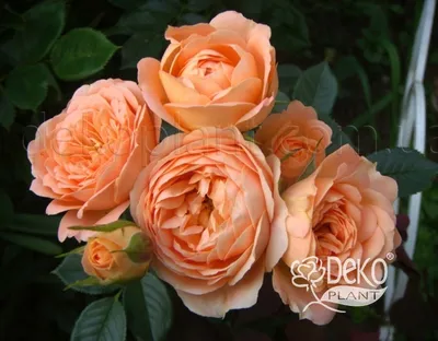 Свити роза: ошеломляющая красота в формате jpg