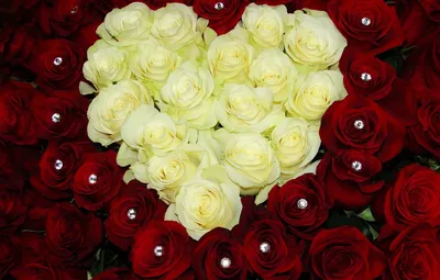 Чудесные цветы: выберите свою любимую фотографию розы