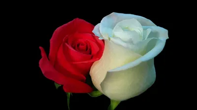 Фото розы: изумительное изображение в формате webp