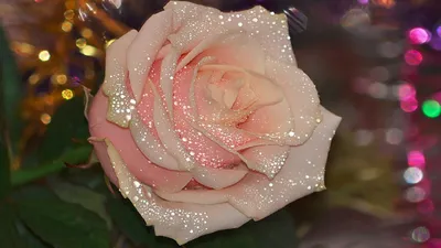 Божественная свити роза: фотография, олицетворяющая красоту