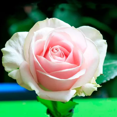Роза в идеальном ракурсе: выберите свою любимую фотку