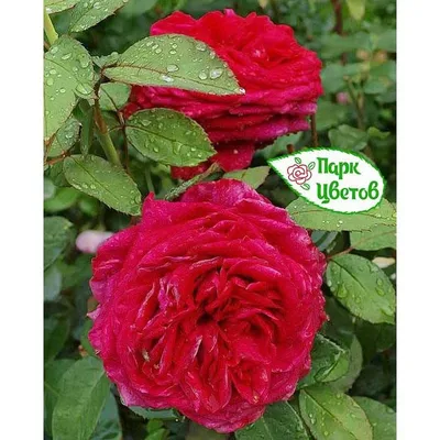 Магия цветов: загадочная роза в формате png