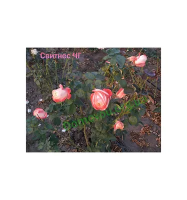 Фото розы Свитнесс - изысканное произведение цветоводства